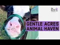 Animal Rescue Site Friends Gentle Acres Animal Haven