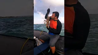 Lobster Hunting in the Little Ragged Islands !🌊🦞  #bahamas #lobster #travel #adventure #ocean