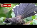 Download Lagu Suara pikat semua burung!!. DiJamin langsung nempel.!!!