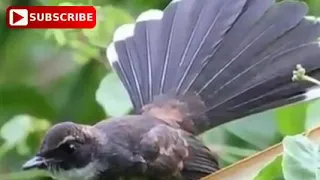suara pikat semua burung dijamin langsung nempel 