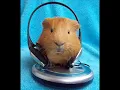 Download Lagu Est-ce que vous êtes là Ce Soir?! (Megamix)