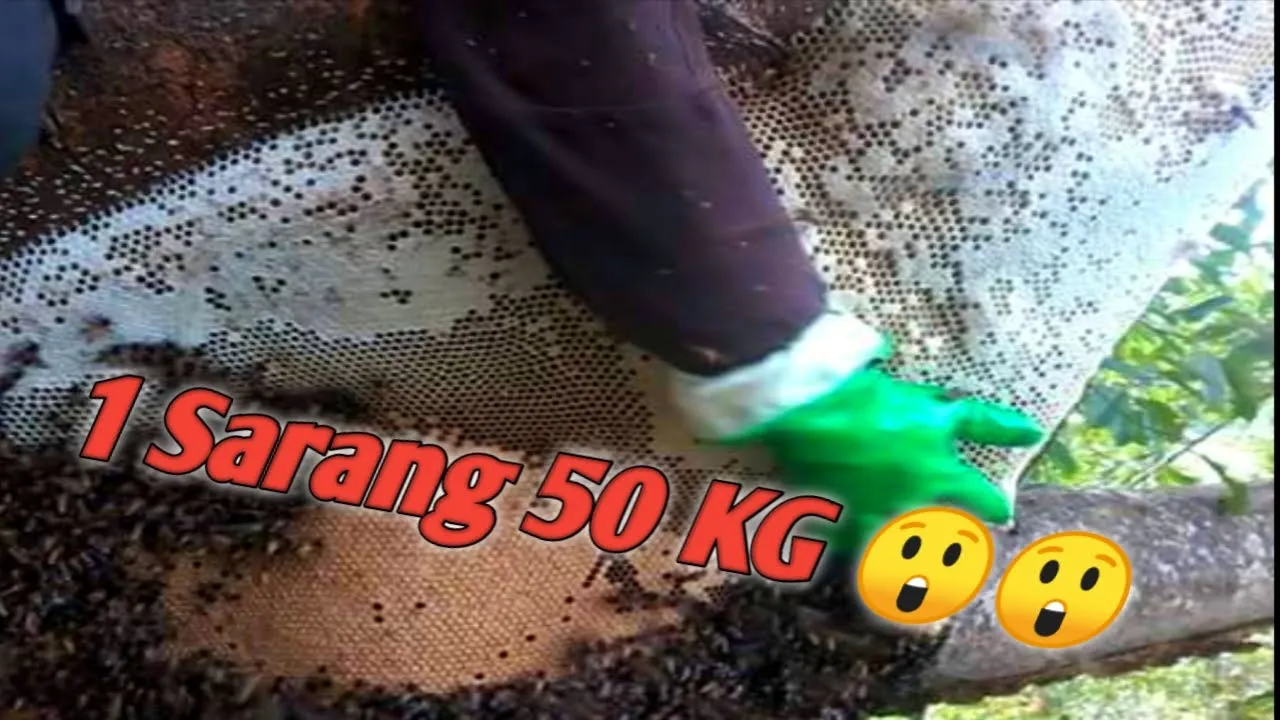 PANEN MADU APIS DORSATA HASIL 1 TON
