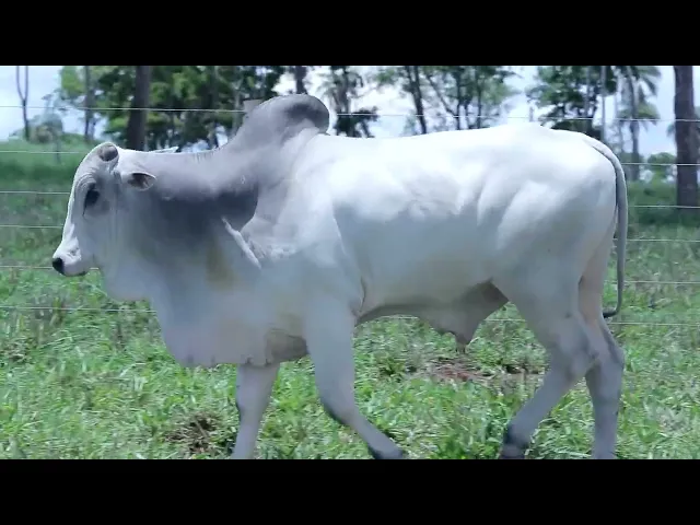 Touro Nelore OCT - 152