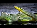 Download Lagu 🐉Snake vs Frog 😱video #natural #DISCOVERY #word #short #google #comedy #movie #funny