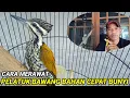 Download Lagu Perawatan pelatuk bawang bahan ll Perawatan pelatuk bawang biar gacor