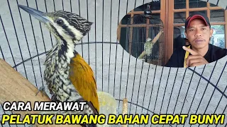 Download Perawatan pelatuk bawang bahan ll Perawatan pelatuk bawang biar gacor MP3