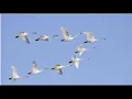 Garzas viajeras / José Larralde