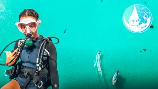 Big SHARK seen on DRONE + Scuba diving One of the Best spots in the WORLD | Episode 273