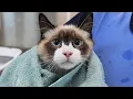 You Won t Believe This Ragdoll Kittens Reaction To Grooming