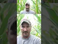 Download Lagu 🌽 What this corn farmer focuses on!  #farming