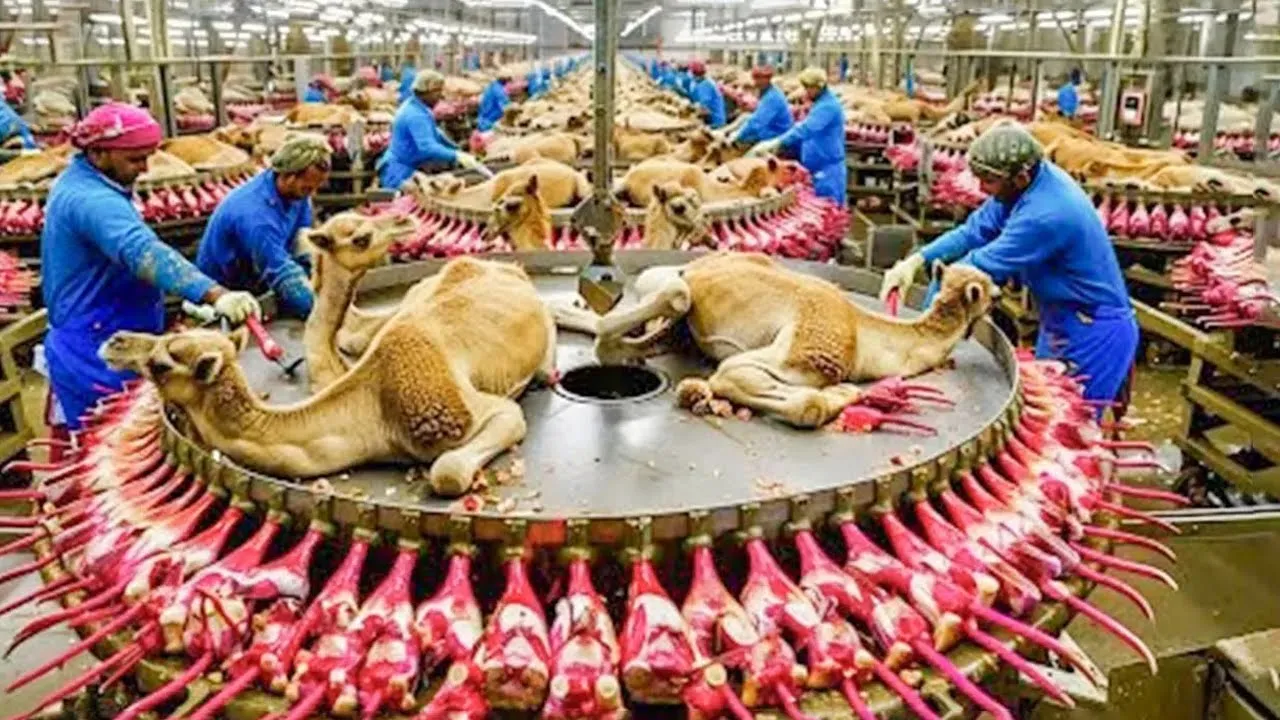 Outline Video Excellent Camel Processing Factory and Camel Products | Food Factory