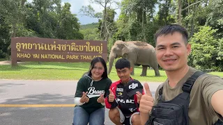  #แวะมาดูลานกางเต็นท์ที่เขาใหญ่2ชั่วโมงได้เจอสัตว์ป่าหลายชนิดตื่นเต้นมาก #เจอช้างป่า ลิง ชะนี กวาง