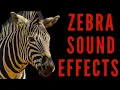 WHAT KIND OF NOISE DOES ZEBRA MAKE - Zebra Sound Effects maktub