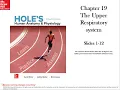 Holes Chapter 19 Respiratory system slides 1-12 The upper respiratory system