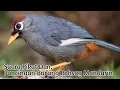 Download Lagu MP3, Suara Pikat Burung Poksay Mandarin. Sangat Jitu