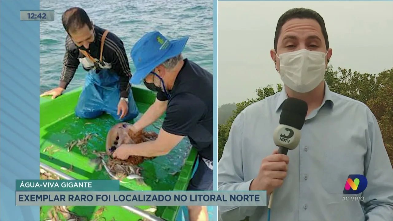 Água-Viva gigante: exemplar raro foi localizado no Litoral Norte