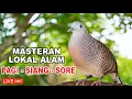 Lagu suara burung Perkutut Lokal Gacor dari alam liar paling manjur buat masteran