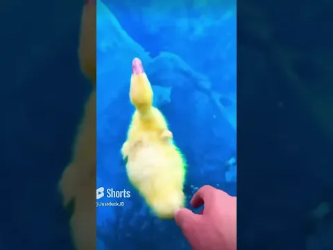 Rip Adam