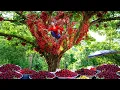 Download Lagu 388 Days Harvesting Lots of Wampees Goes to Countryside Market Sell | Phuong Farm Life