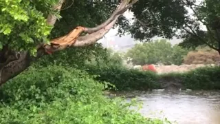 يا حبيبة قلب شاعرها الحزين 