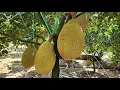 Lagu Công Thức Nuôi Trái Mít Indo Ruột Đỏ Xơ Vàng, Trái Tròn Đều và Gai Vàng Tươi