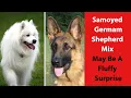 Samoyed German Shepherd Mix May Be A Fluffy Surprise