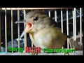 Download Lagu Burung Flamboyan Gacor  Ngebren Rapat Nyerecet Cocok buat Pancingan