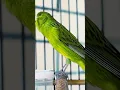 Masteran Kenari Juara #kenari #canary #canario #canarias #pancingankenari #masterankenarifullisian