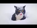 I Can’t Stop Laughing Watching Cats See Snow for the First Time 🤣