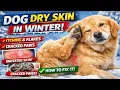 Dog Dry Skin in Winter Causes Treatments Prevention Vet-Approved Guide