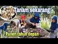 Download Lagu TANAM SEKARANG PANEN TAHUN DEPAN⁉️ ALHAMDULILLAH DAPAT JAMUR BANYAK