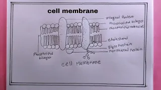 how to draw cell membrane membrane drawing