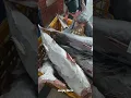 Download Lagu Harga Ikan Jambal Roti Terbaru 2022 - Gombyang Ikan Manyung Enak | Ariid catfish #shorts