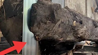Download menemukan kayu di dalam tanah yang terkubur sejak 500 tahun lalu digergaji sawmill MP3