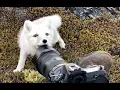 Lagu Encounter a young wild white Arctic Fox in Greenland