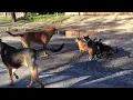 San Antonio street dogs breeding in the streets.