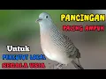 Perkutut Lokal Gacor Suara Besar Cocok Untuk Pancingan Burung Perkutut Agar Bunyi