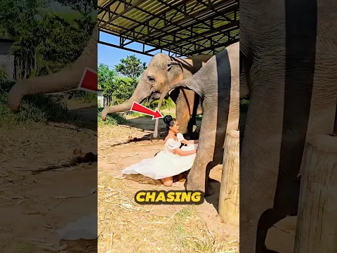 Why is this girl picking up elephant dung? The real reason will shock you. 🤔🤯~#shorts #usa