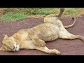 Download Lagu [Safari Experience] Lion Family’s Relaxing Moment, Ngorongoro
