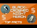 Download Lagu Black-crowned night heron facts