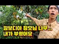 Download Lagu 캄보디아 장모님의 땅을 정리하다, 큰 실수를 했습니다