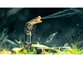 Top 10 Most Venomous Snakes in the World
