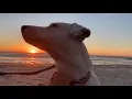 Finding a Forever Home for Sunny at All 4 Paws Animal Rescue in Pawleys Island SC