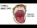 Tonsil and Adenoid Anatomy