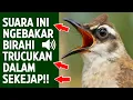 Lagu Masteran trucukan gacor ngalas tarung ropel paling bagus untuk pancingan trucukan agar bunyi nyaut