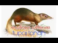 Download Lagu suara tupai tanah, isian istimewa untuk burung lomba