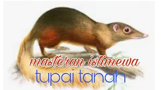 Download suara tupai tanah, isian istimewa untuk burung lomba MP3