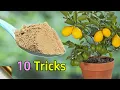Download Lagu 10 TRICKS TO GROW LOTS OF LEMONS | HOW TO GROW LEMON TREE IN POT | CITRUS TREE CARE