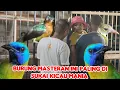Download Lagu Burung masteran ini Paling Di sukai Kicau Mania