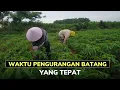 Download Lagu PENTINGNYA PENGURANGAN BATANG SINGKONG AGAR BUAH CEPAT BESAR
